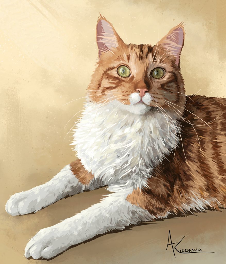 Rapha • européen croisé ragdoll • digital