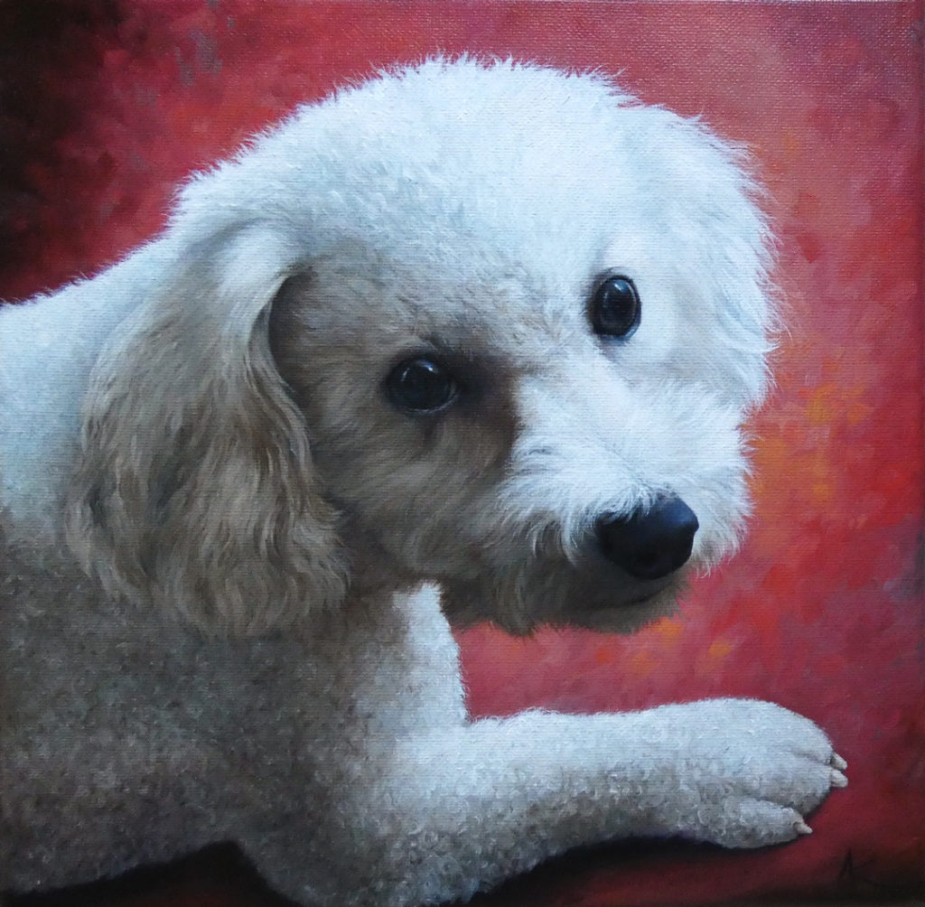 Bichon • peinture à l'huile