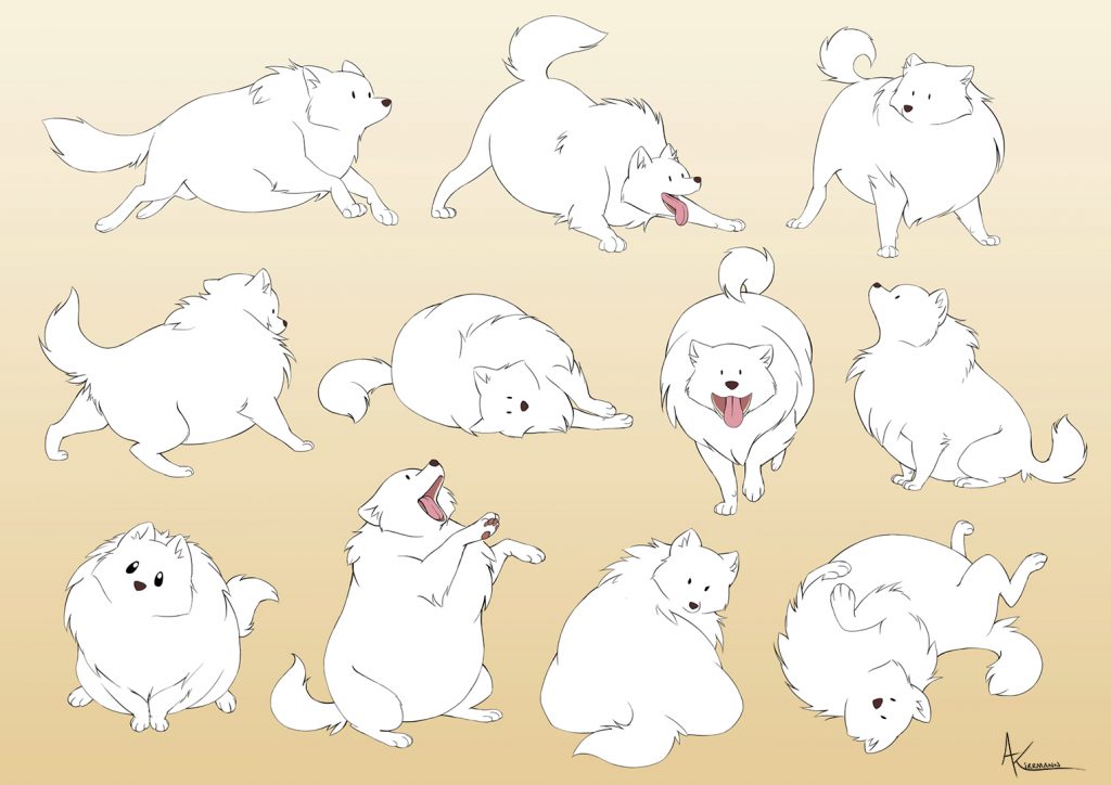 Fat Samoyed