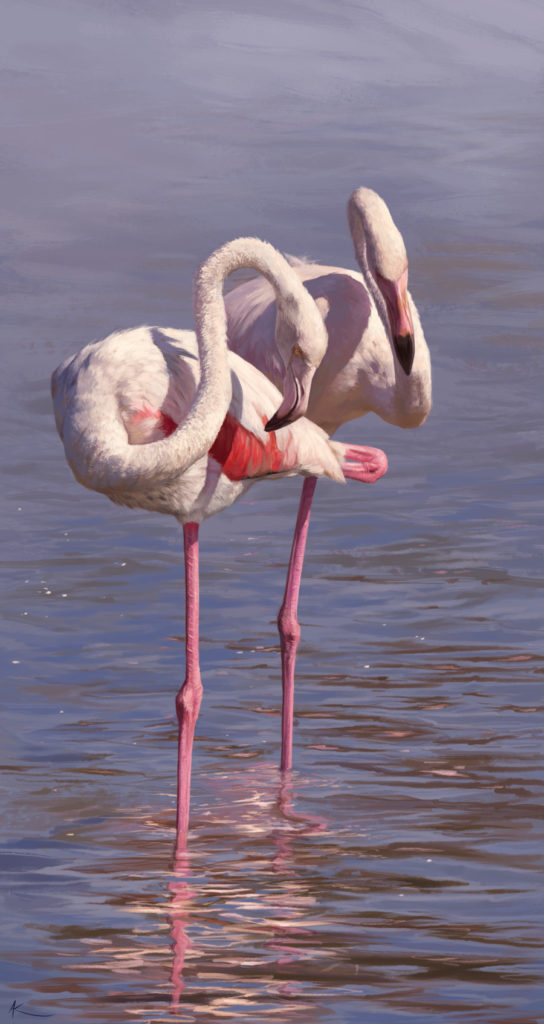 Flamingos